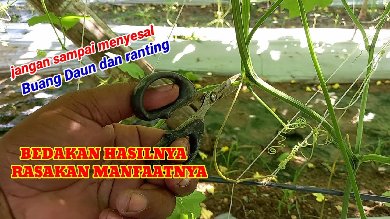 PRUNING DAUN YANG TEPAT AGAR GAMBAS BERBUAH LEBAT MASA PANEN LEBIH LAMA
