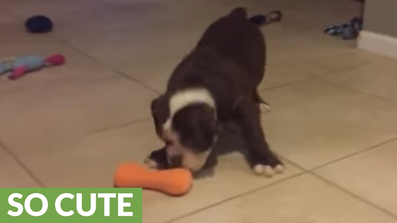Curious puppy plays with squeaky toy for the first time