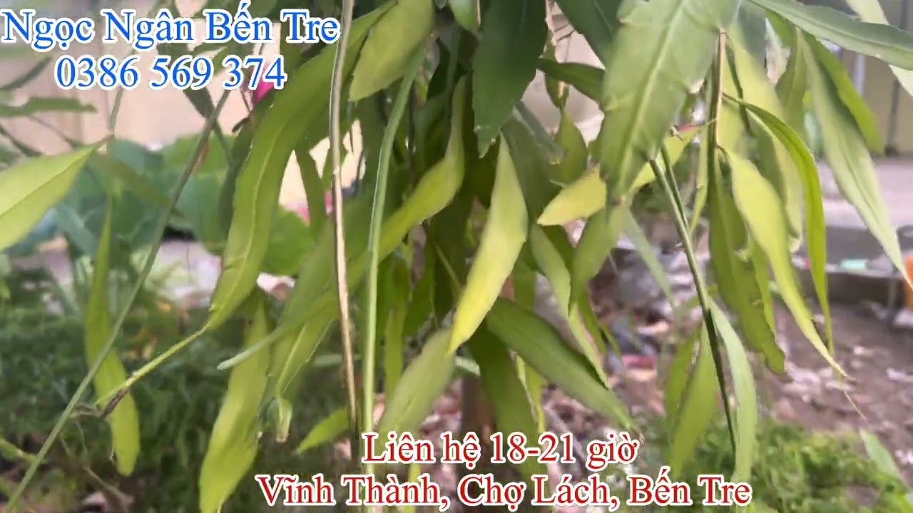 Cây hoa quỳnh nữ hoàng bóng đêm | 0386569374 - Ngọc Ngân Bến Tre | Chuyên cây độc lạ