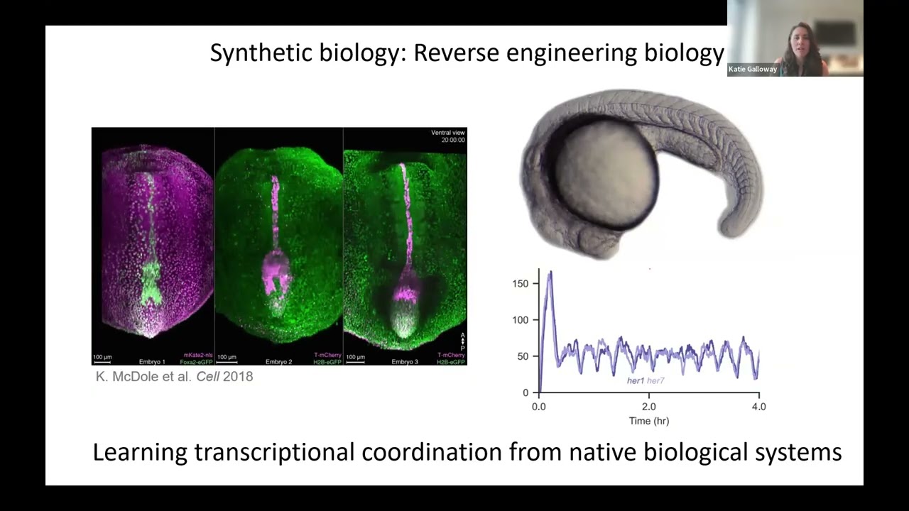 Kate Galloway - Engineering high-precision dynamic genetic control systems for cell fate programming