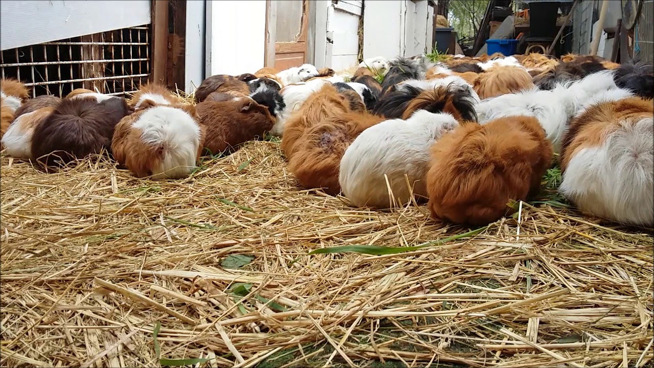 Guinea Pig's Late Breakfast.