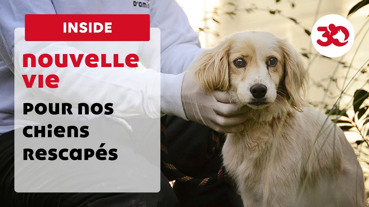 Ces chiens rescapés sont aujourd'hui choyés dans notre refuge