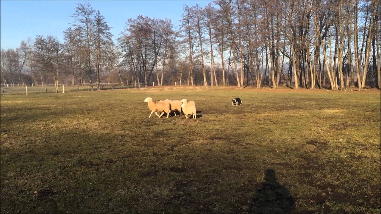 The girls at herding