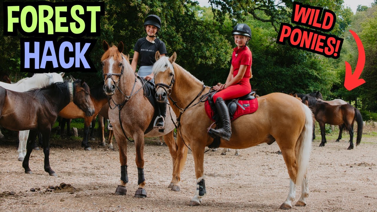 NEW FOREST PUB HACK WITH LEXI AND JINGLES!