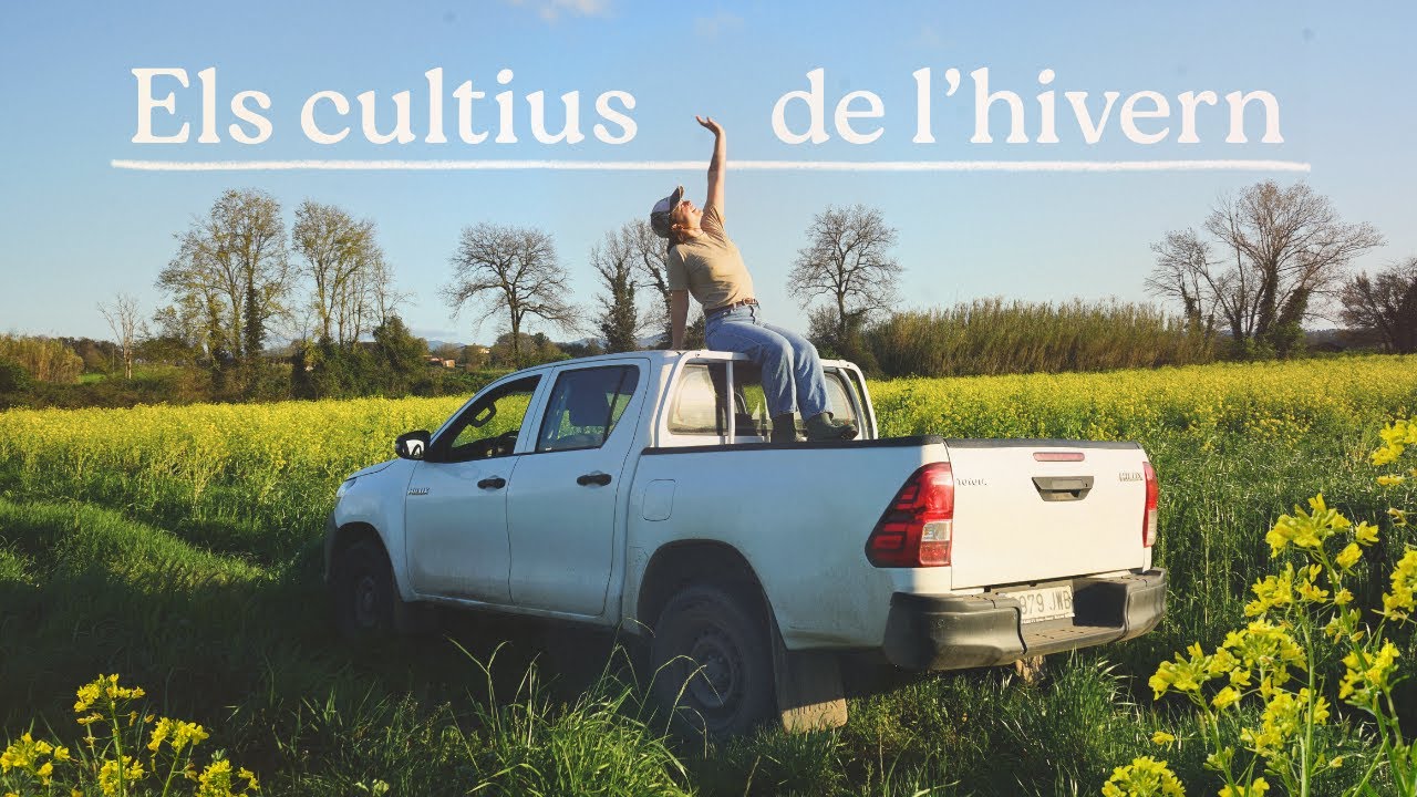 El rebost d'hivern!  | 👩🏻‍🌾☘️ Cultivem naps i mostassa per les vaques.