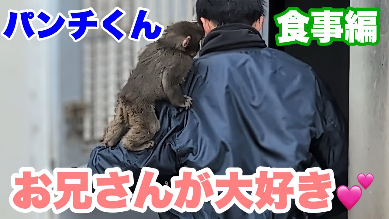 ニホンザルのパンチくん、飼育員のお兄さんが大好き　2026.02.13 市川市動植物園