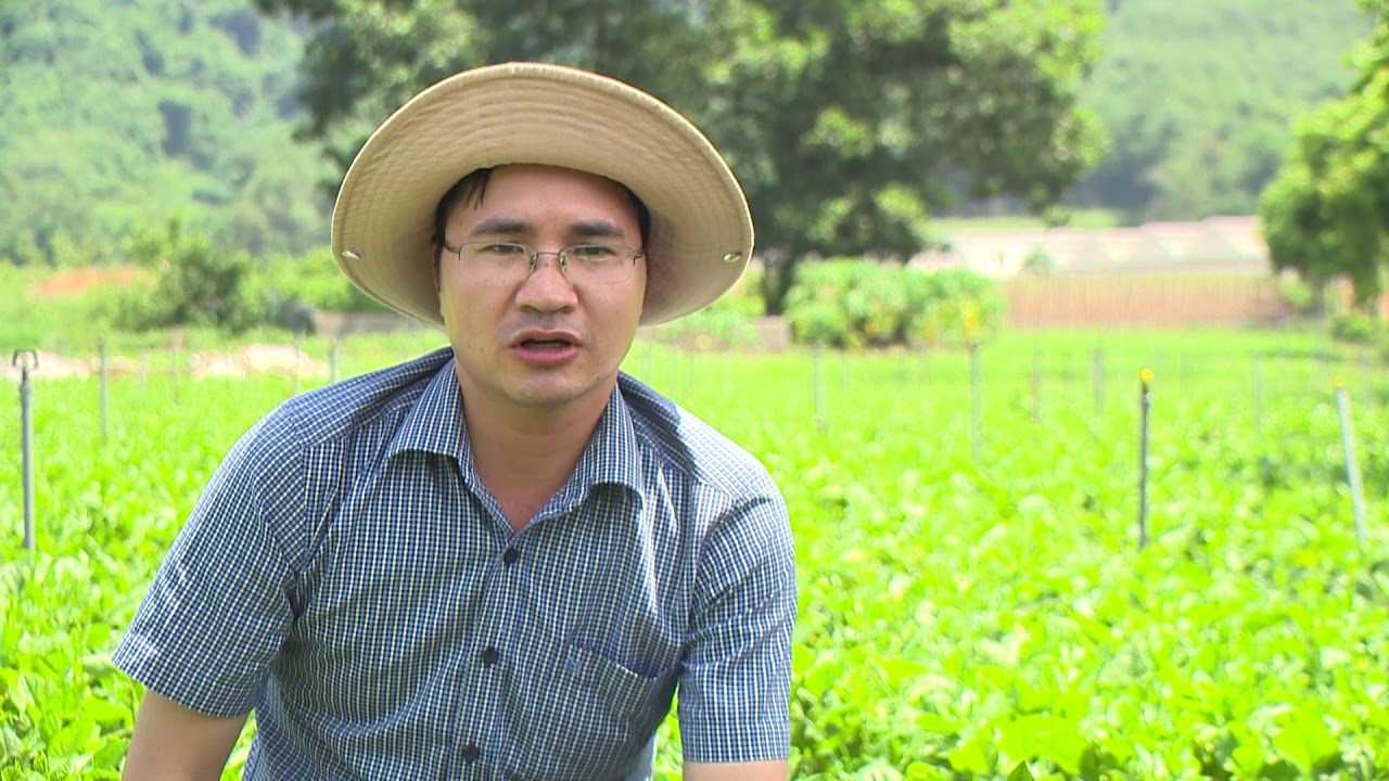Kỹ thuật trồng rau mồng tơi