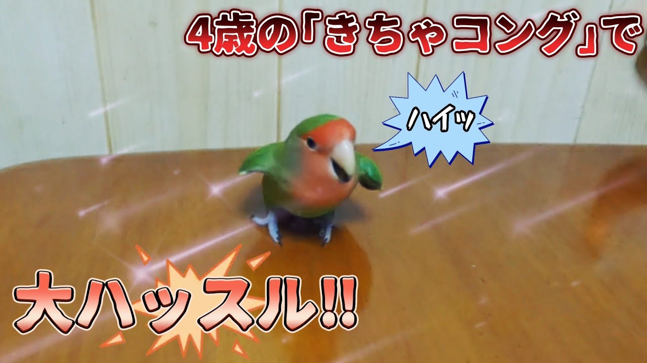 コザクラインコ、4歳のリアル