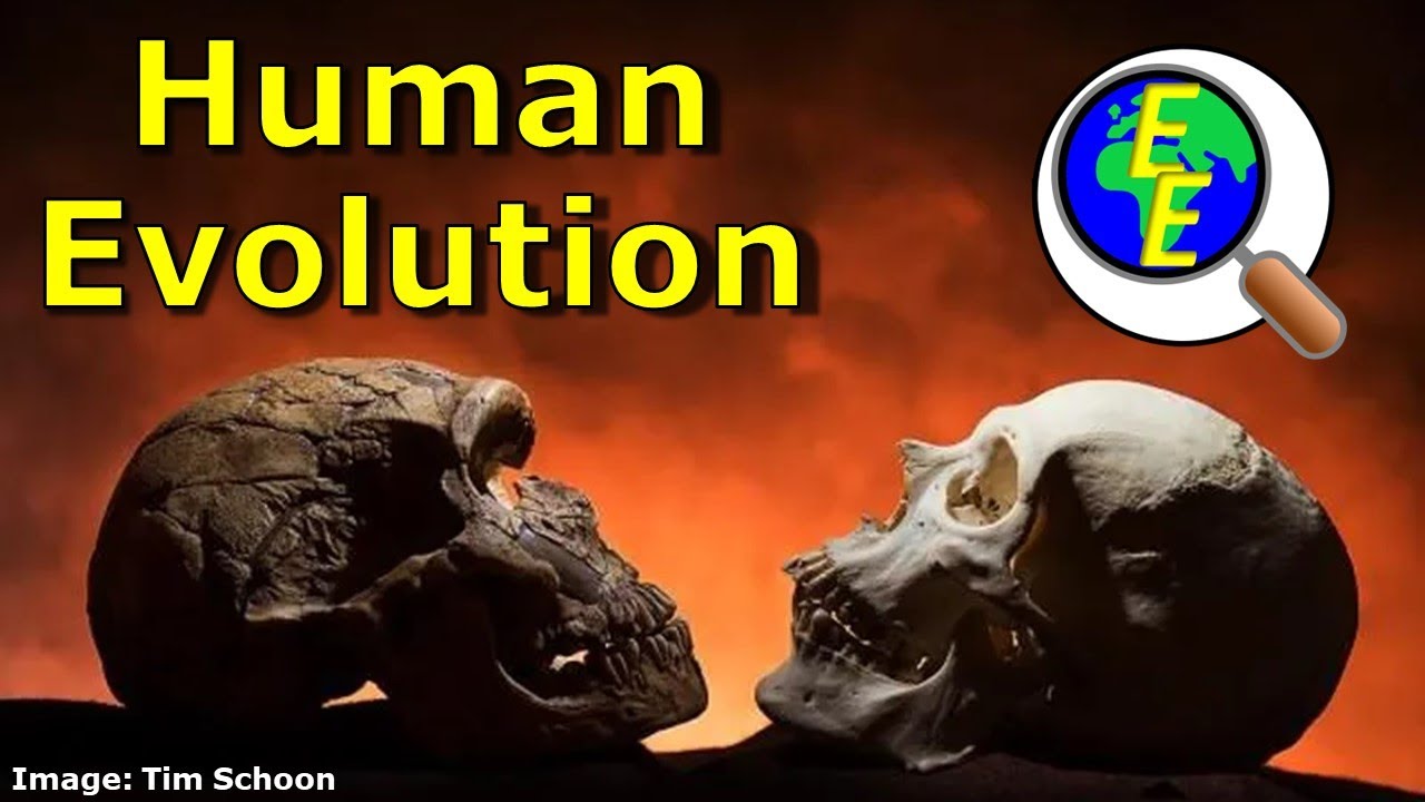 Primate and Human (Hominin) Evolution
