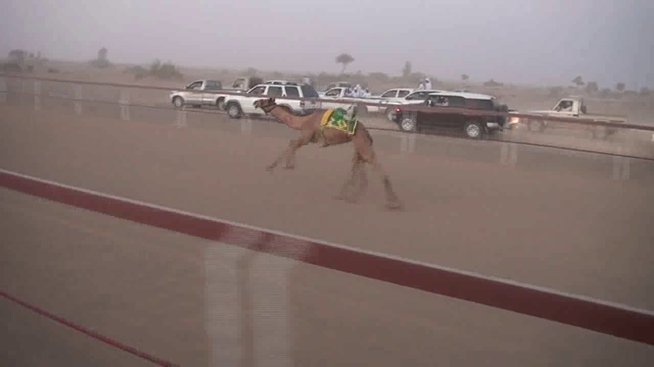 ميدان الكامل  الشوط الاول غزر هاشم بن ذياب الهاشمي