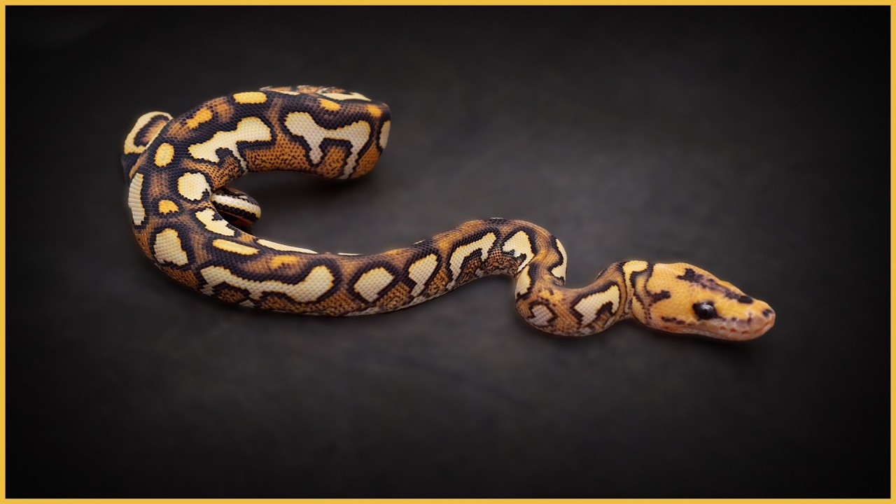 We FINALLY Hit the DG Pompeii Ball Python!