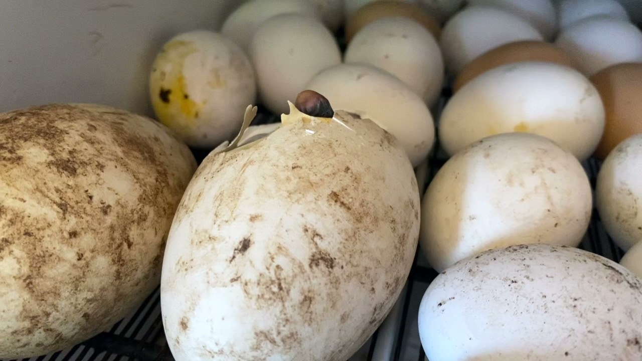 Tutorial Incubazione Artificiale Uova d'Oche 🥚🐔🐥🐣