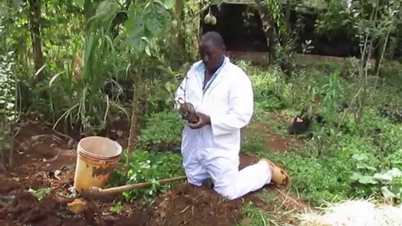 how to plant a redstark apple  wambuguapple kenya