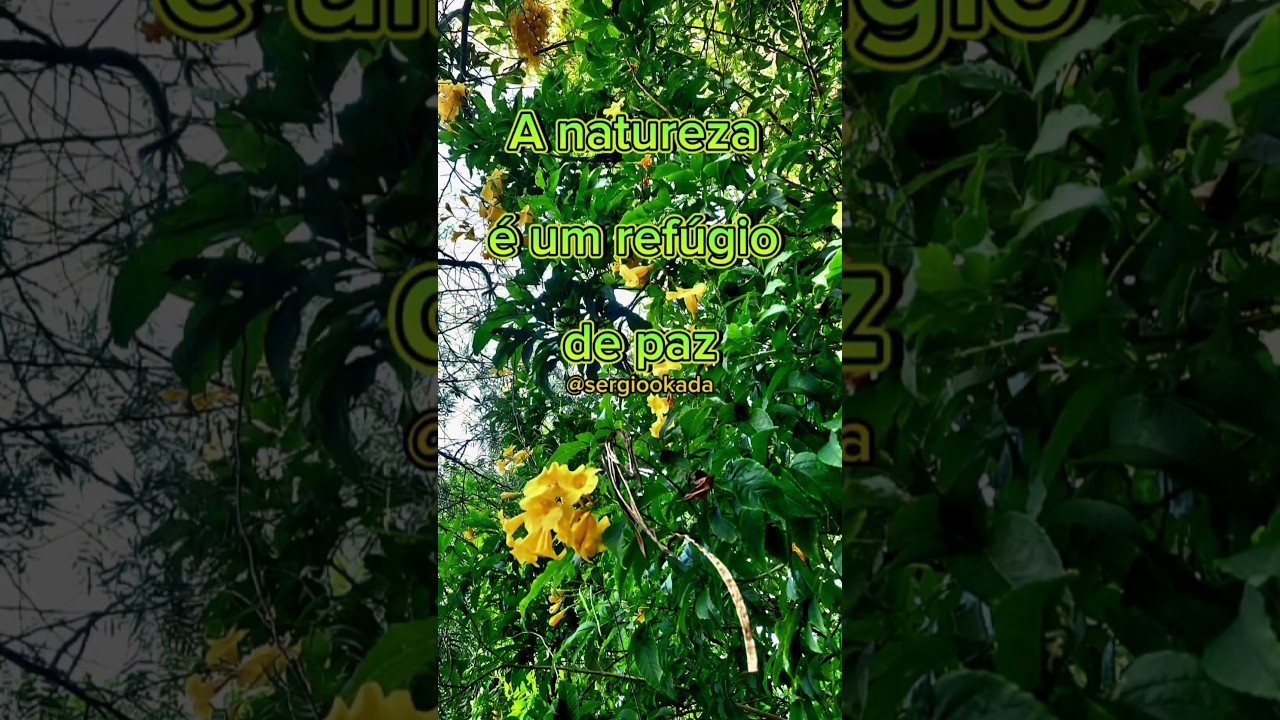 #belezanatural #flores #coresdanatureza #vidanocampo #natureza #jardim #verde #foryou  #fypage #fyp