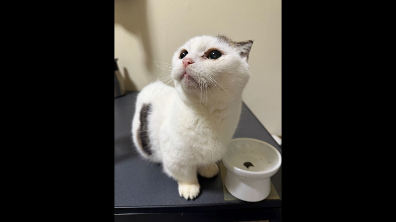 【猫ライブ】短足マンチカンかいちゃんのまったり配信🐱💖 | Live Munchkin Cat Cam 202602016