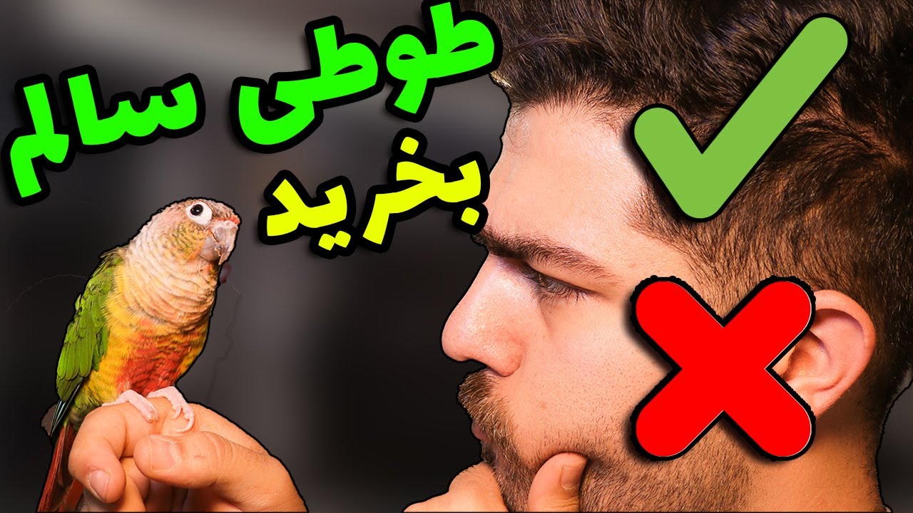 فاکتور های سلامت طوطی هنگام خرید ***مهم و حیاتی***