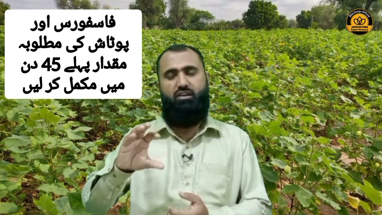 کیا اگیتی کپاس کے بعد موسمی مکئی کاشت کی جا سکتی ہے|بلال کانجو آفیشل