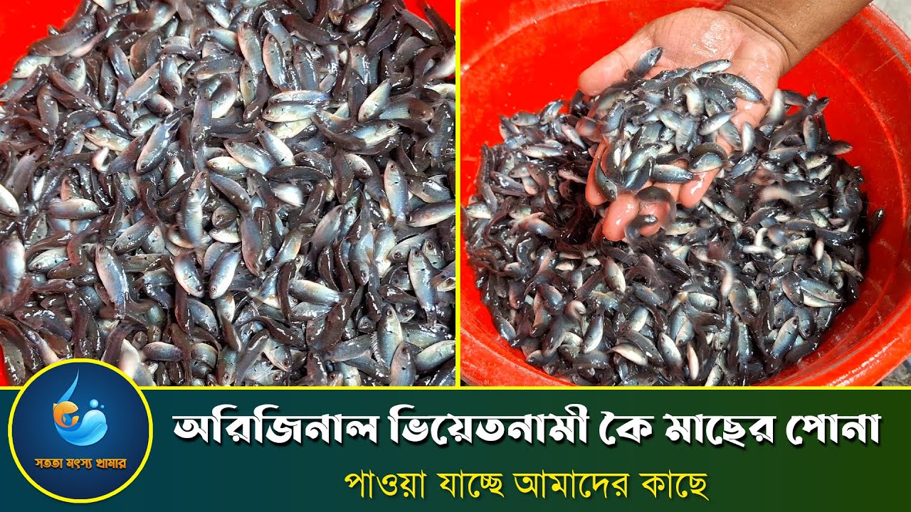 অরিজিনাল ভিয়েতনামি কই মাছের পোনা বিক্রয় করা হয় || Tithi's Imagine World 2024