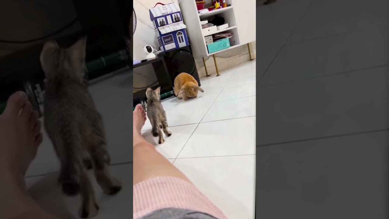 5The last one 😂😂 #dog #doghair #cat #cute #foryou #funny