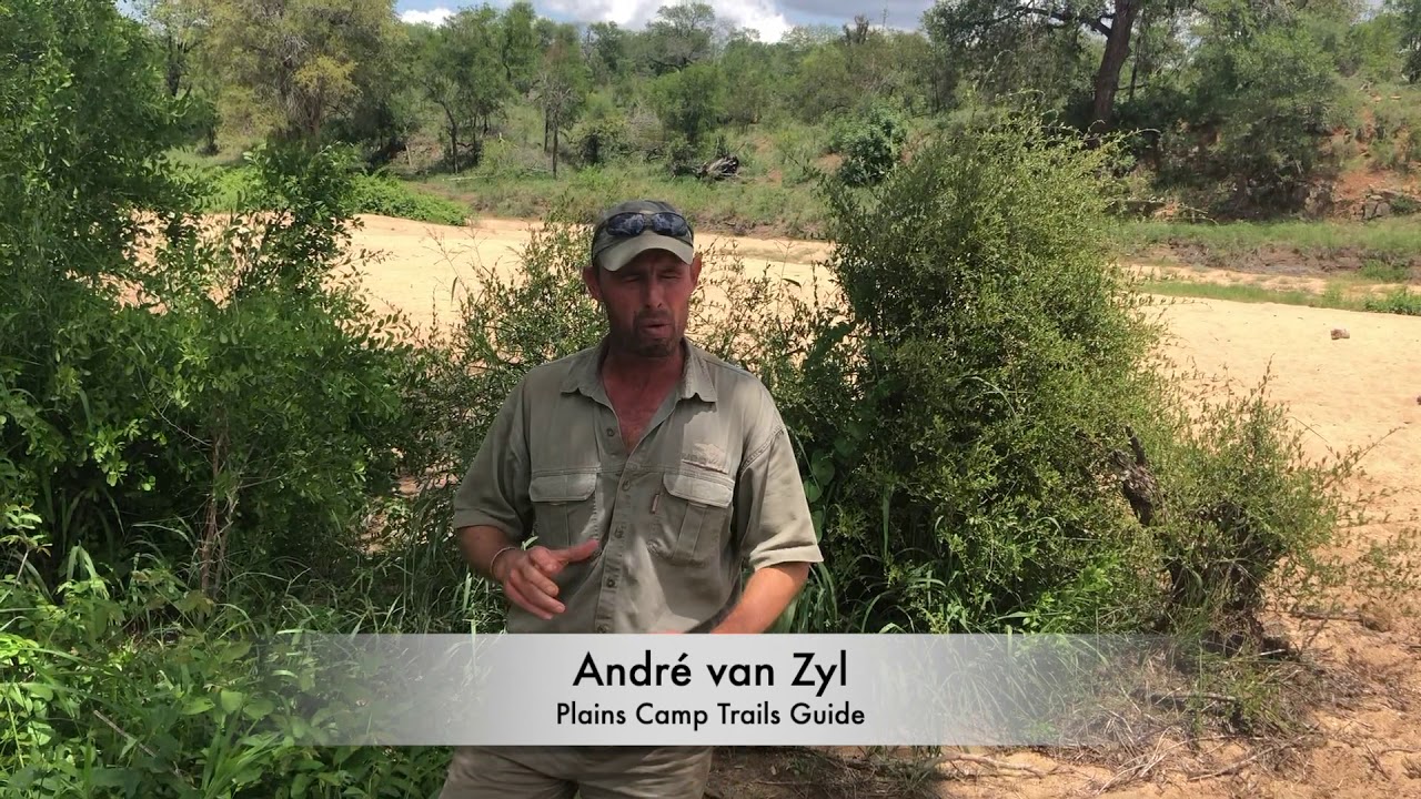 Plains Camp, home of Rhino Walking Safaris | Lioness encounter with Andr&eacute; van Zyl