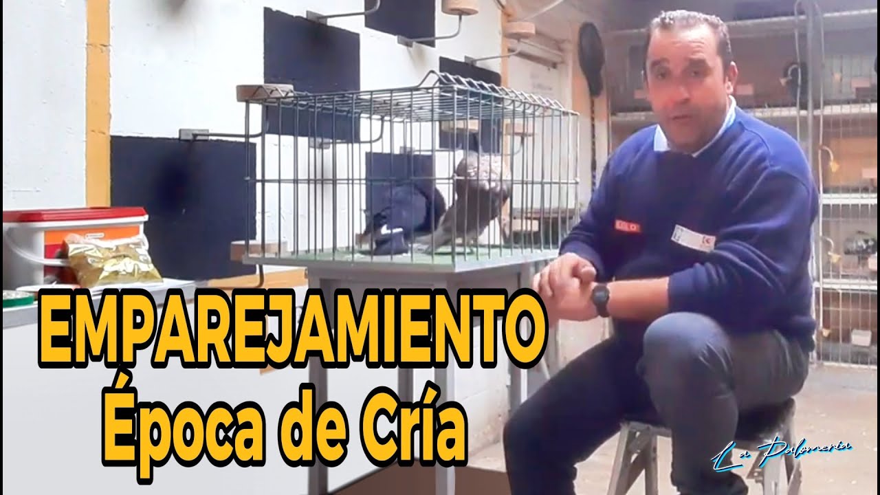 Emparejamiento | Época de Cría | Buchón Gaditano