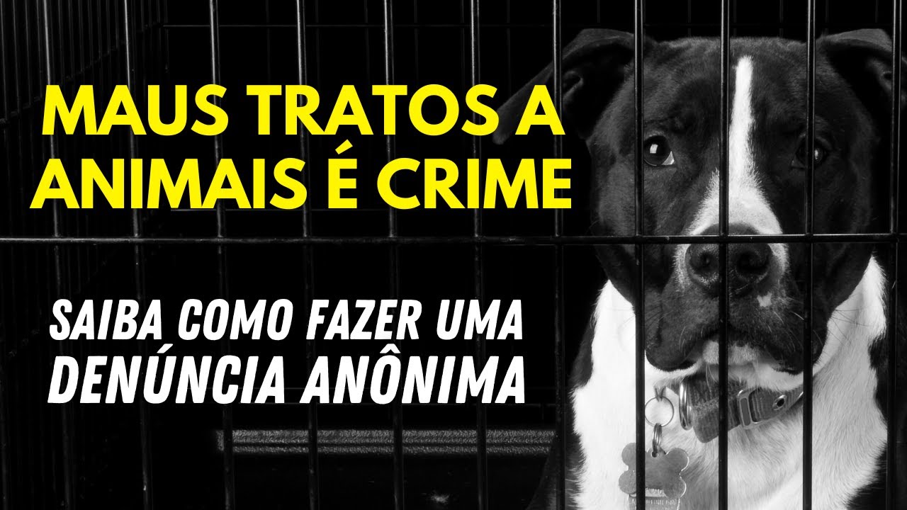 Como denunciar MAUS TRATOS aos ANIMAIS (denúncia anônima)