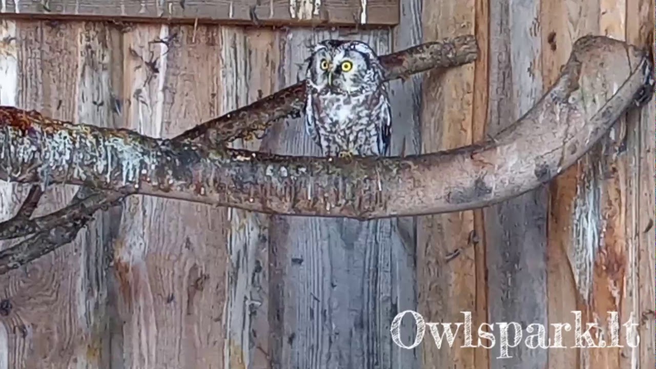 Owlspark.lt  2020