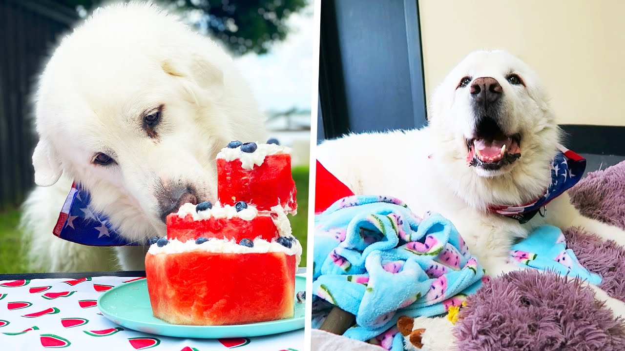 KODA'S 7th BIRTHDAY PARTY! (Super Cooper Sunday #258)