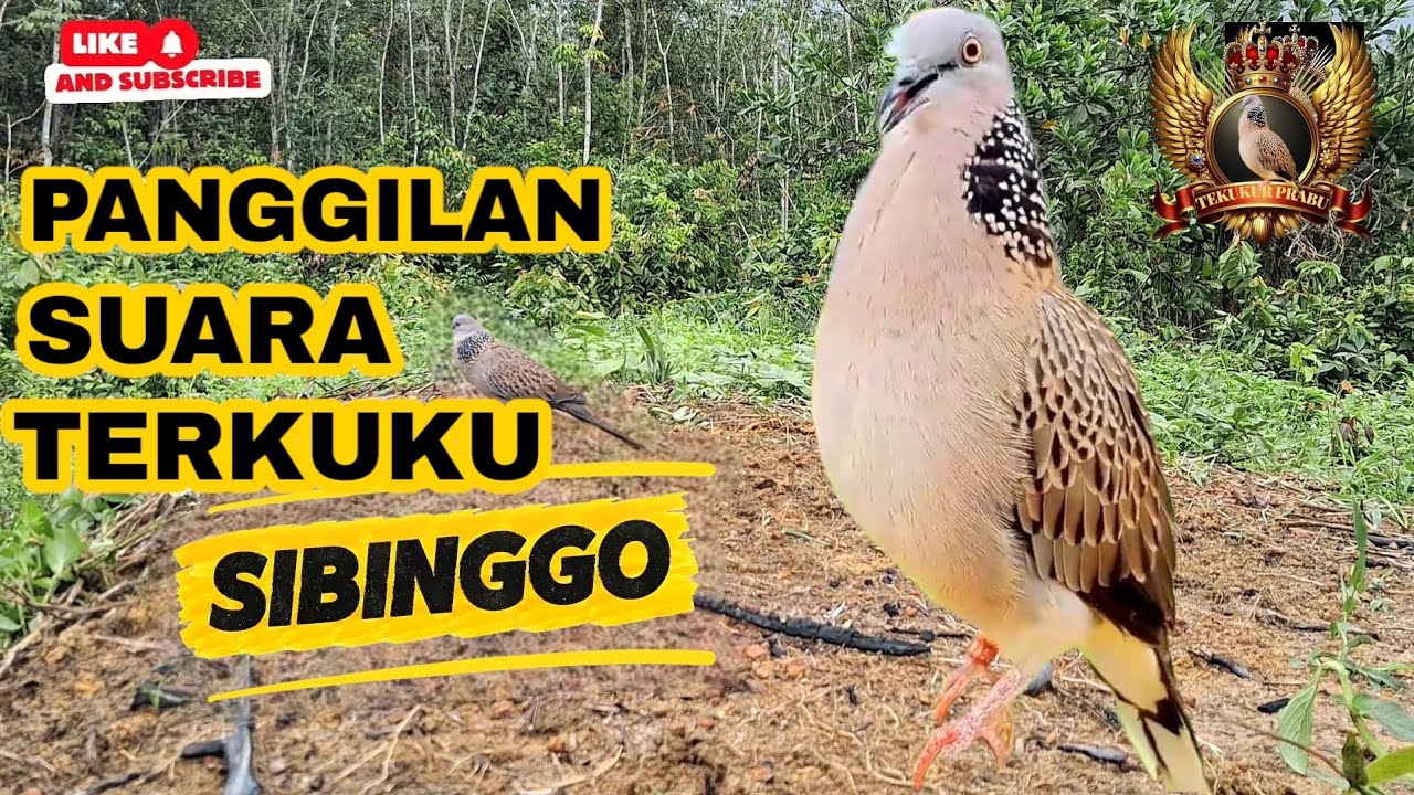 SUARA PANGGILAN TERKUKU || IDAMAN PEMIKAT || SANGAT AMPUH.