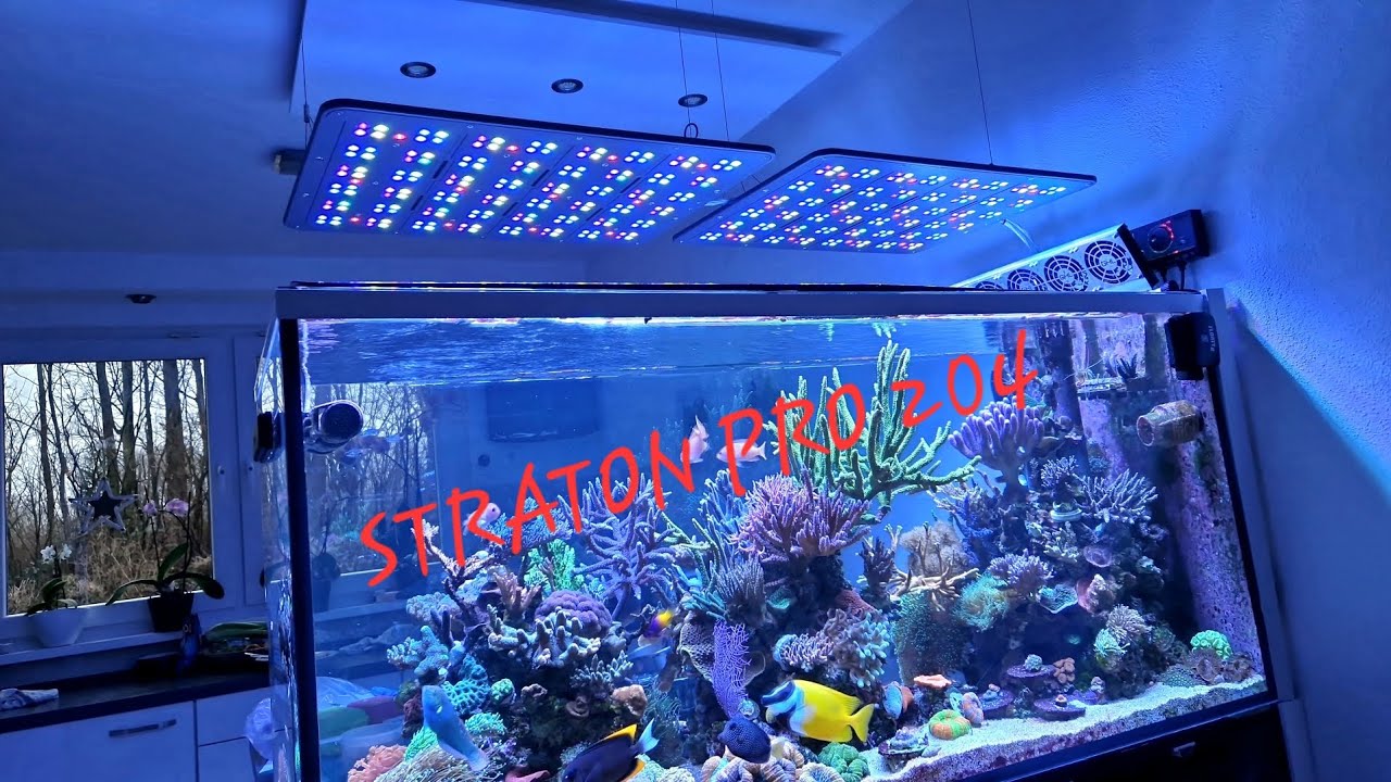 Riffaquarium Raumteiler 650l Upgrade Straton Pro 204 .. Teil 1