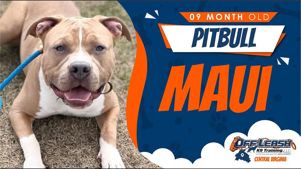 9 M.O. | Pitbull | Maui | Best Dog Trainers |Virginia |