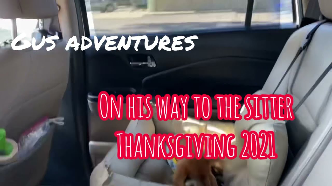 Gus Goes to the Puppy Sitter