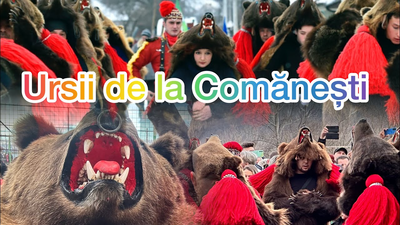 Ursii de la Comănești ! 26.12.2023 - Racova