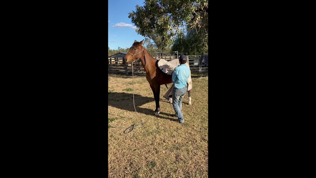 Lot 5 ~ Camelock Jenny