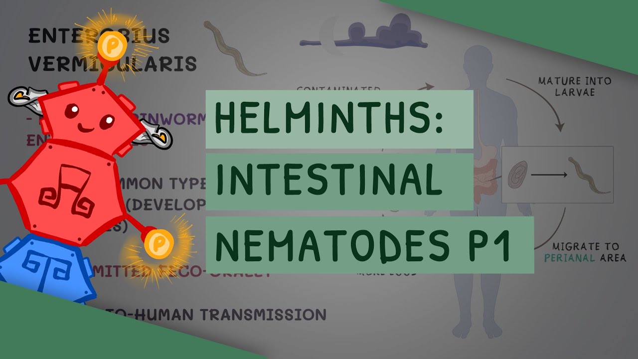 Гельминты: Кишечные нематоды. Часть 1 (характеристики, клиническое значение, диагностика, лечение)