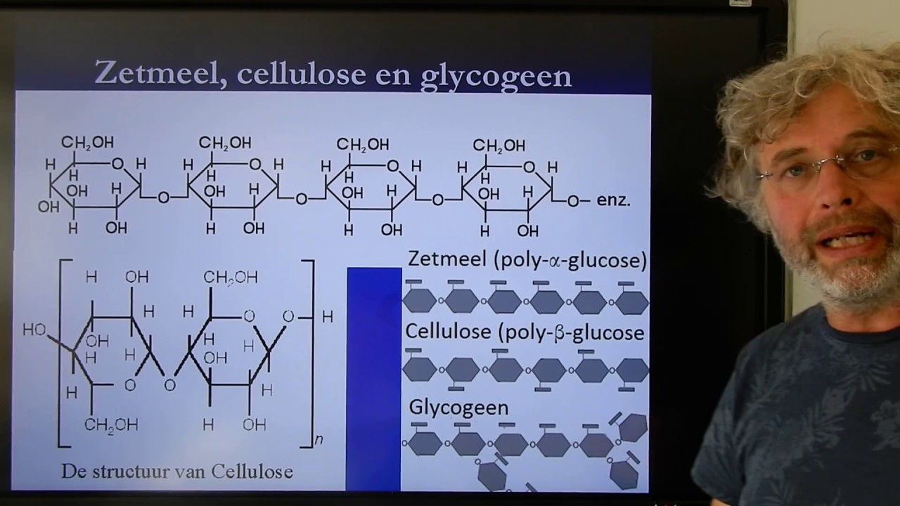Biologie Havo BB Voortgezette assimilatie