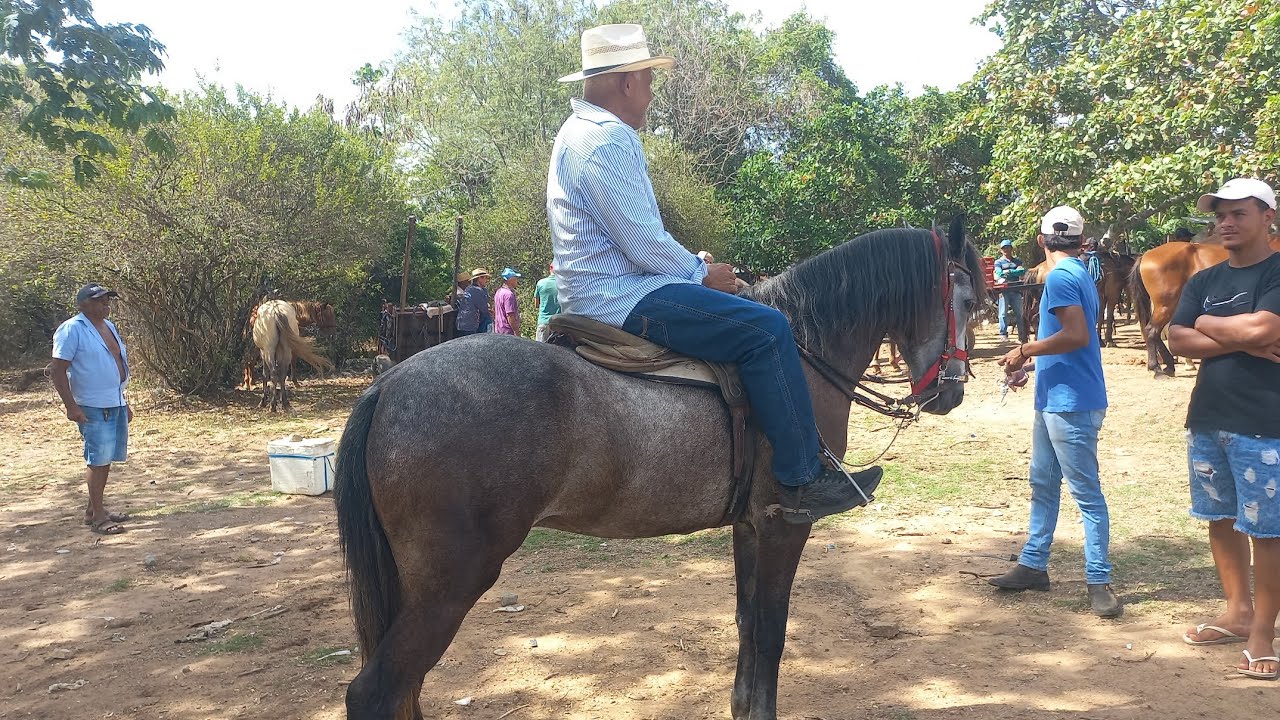 Feira de cavalo em canafistula de Frei Damião Alagoas 16/02/26#nordeste