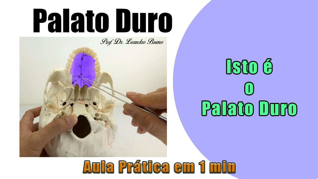 A anatomia do Palato Duro desvendada - Descubra o que &eacute;! - Anatomia - Anatomia Humana