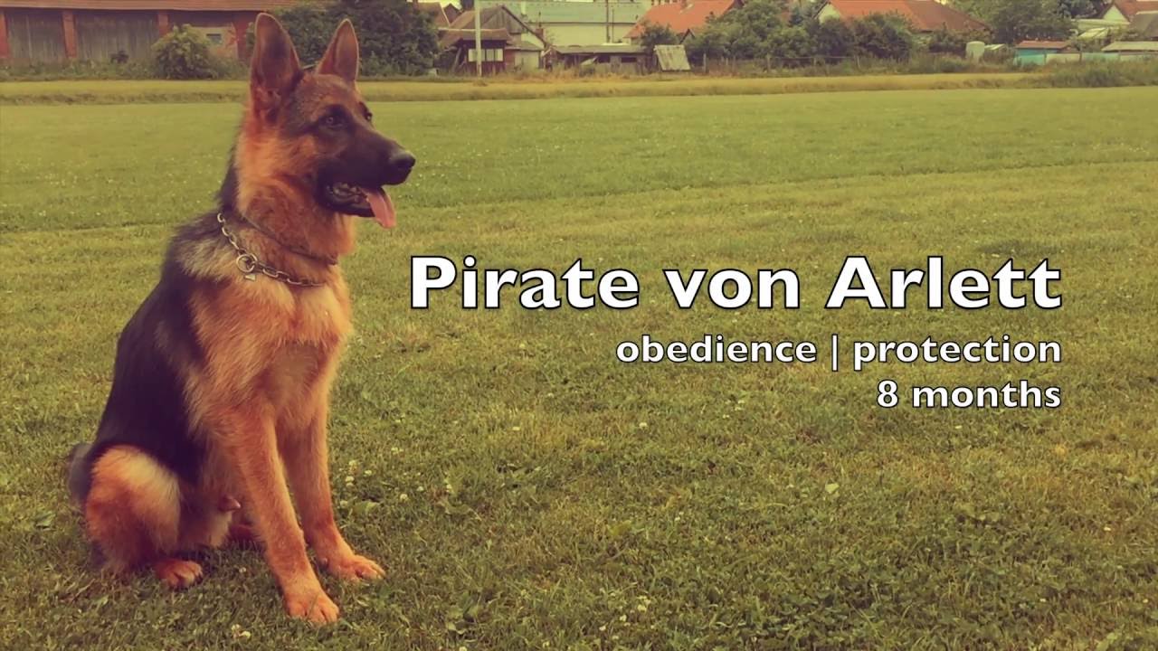 Pirate von Arlett - 8 months