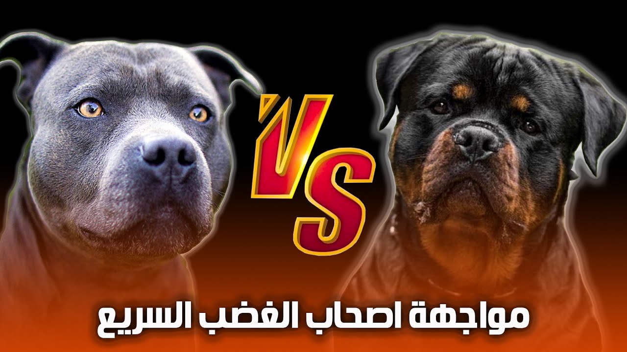 أشتري ده ولا ده🤔 كلب البيتبول  ولا كلب الروت ويلار