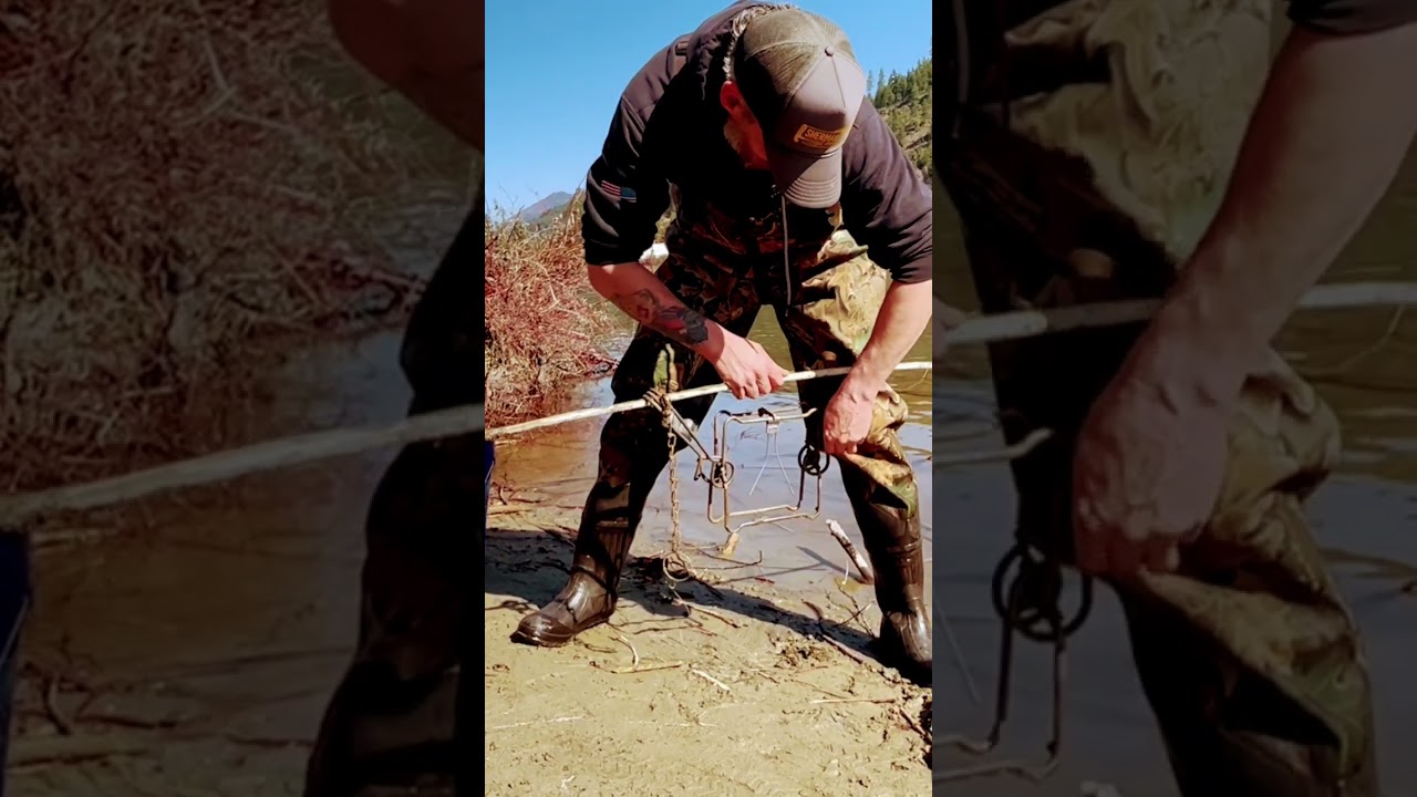 Conibear set - Beaver trapping. #trapper #montana #trapping #hunting