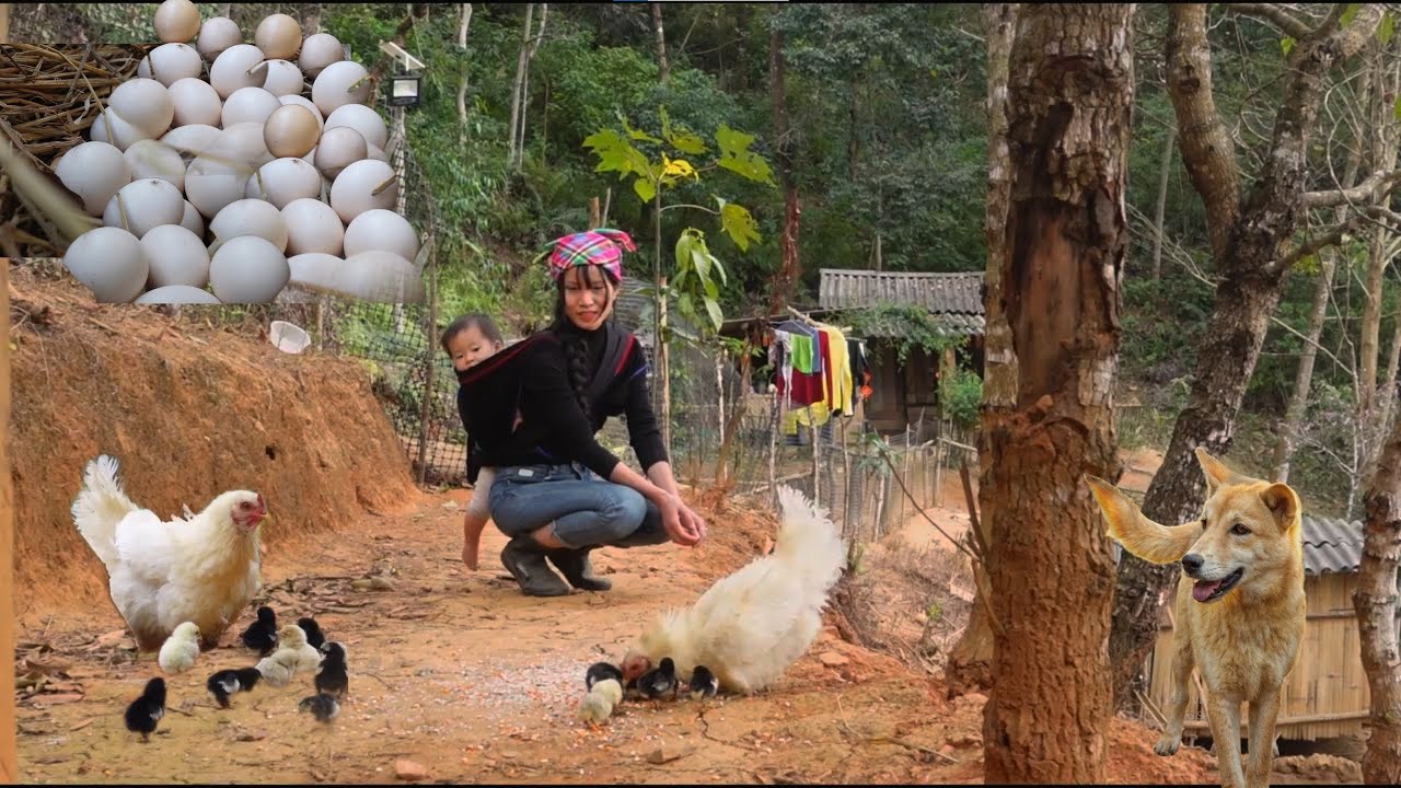 Collecting wild chicken eggs,18 days for the chicks to hatch.Apeaceful life in the mountains