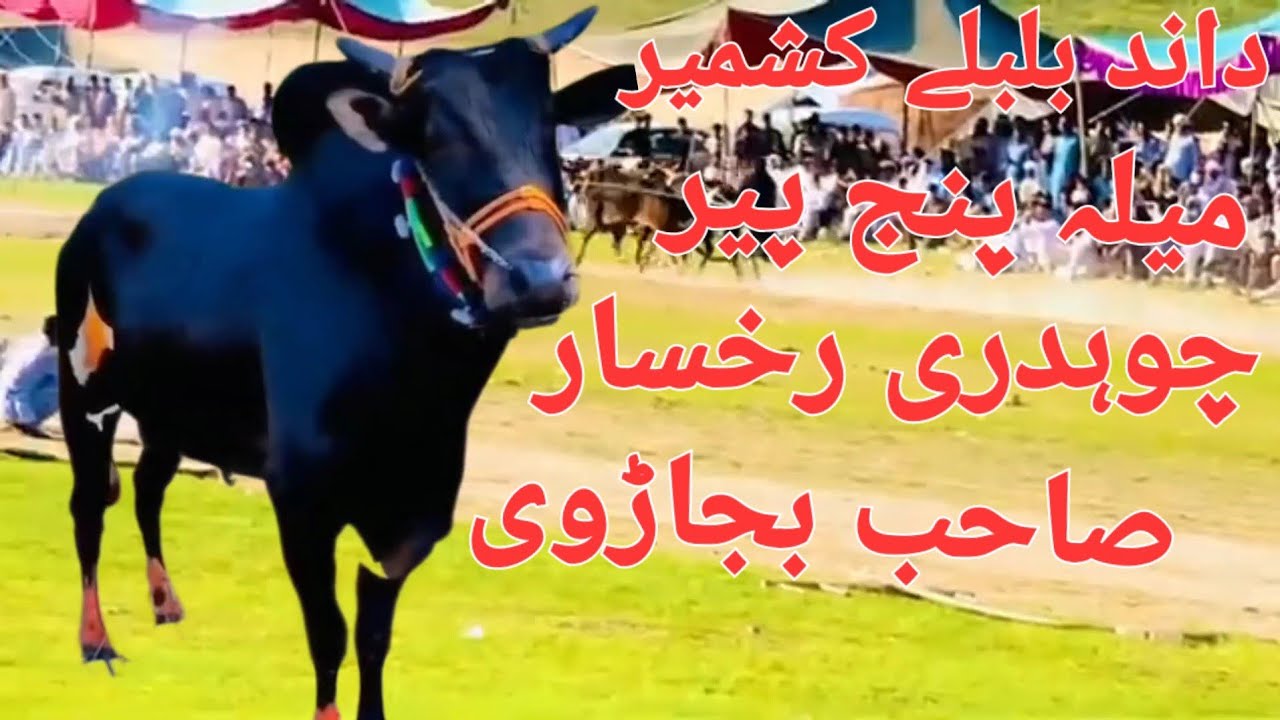Dand bulbuly kashmir ch rukhsar sab bajarvi mela panjpeer mela bail shutri panjpeer chakswari 2025