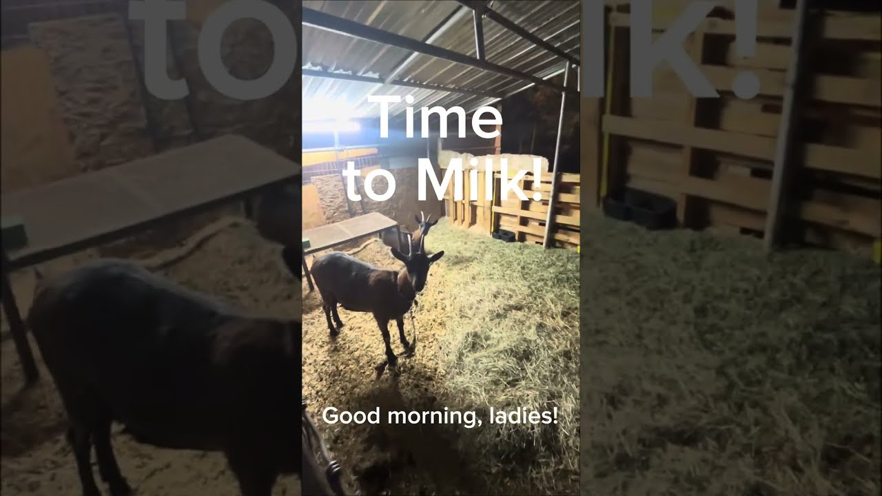 Time to Milk!