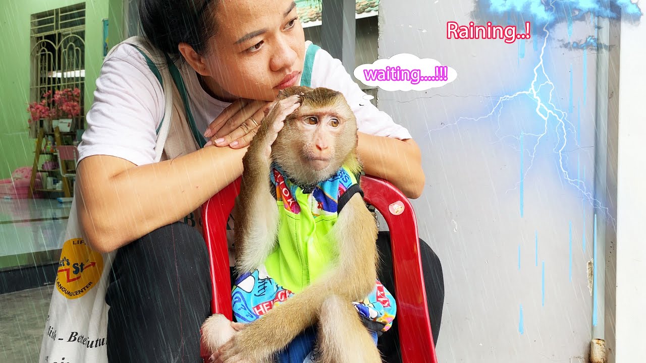 Monkey Lyly patiently waited for the weather to run out so she could go out and play with her mother