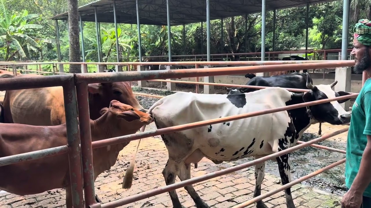 প্রাকৃতিক প্রজনন।। Natural breeding!! Anaroti dairy farm #viralvideo