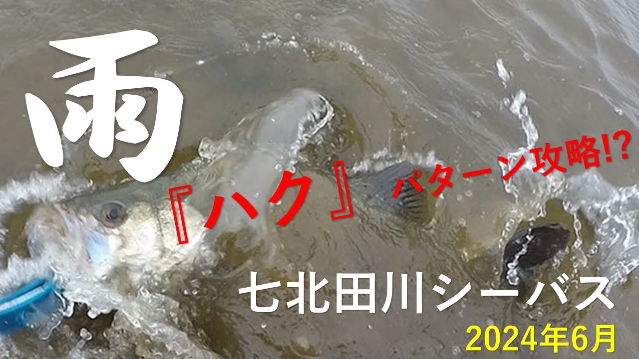【宮城県シーバス】2024年6月　ハクパターンの七北田川シーバス