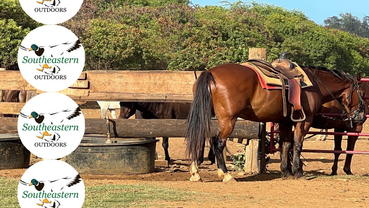 Hawaii 🐴 Horseback Riding - Oahu, Hawaii - Gunstock Ranch - Aug 2022