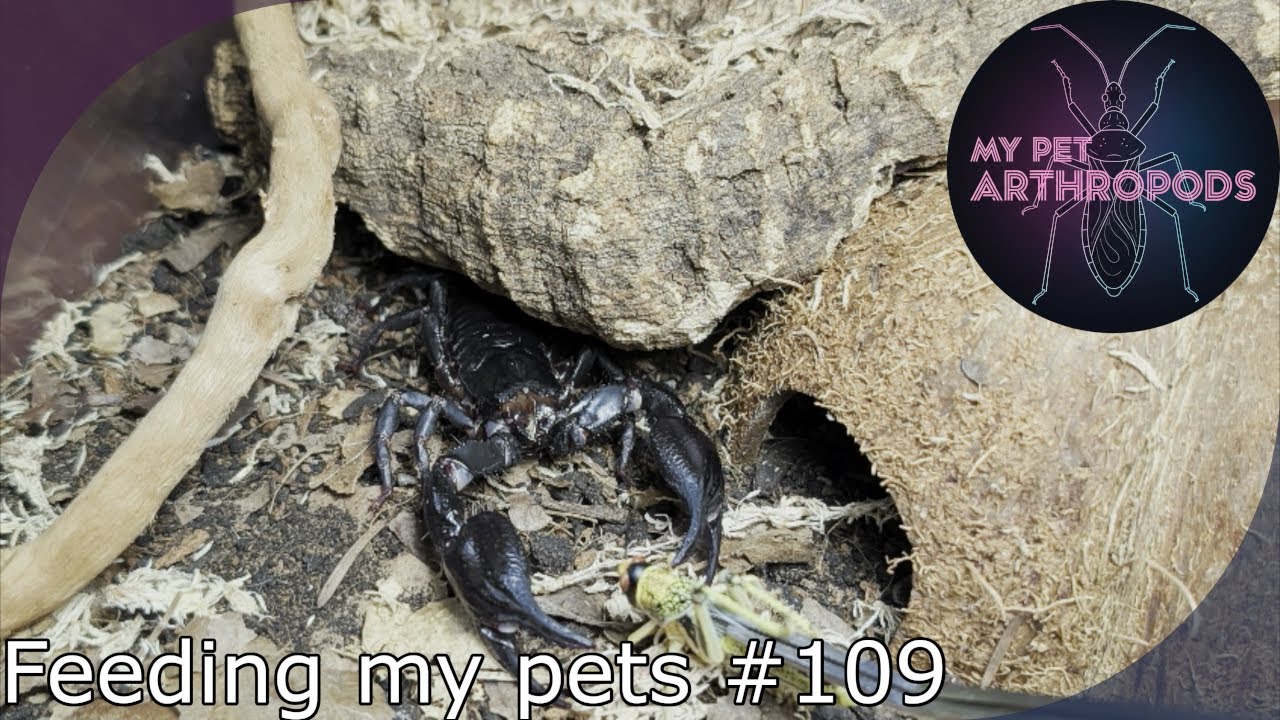 Tarantula, vinegarroon, scorpion, mantis and spider feeding video 