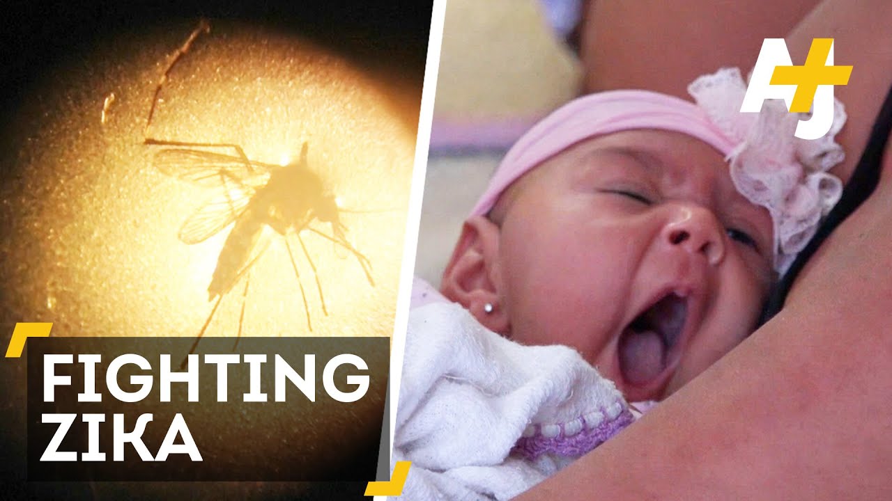 GMO Mosquito To Fight Zika Virus